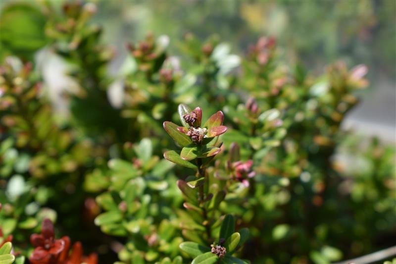 UFV’s BERRI Lab highlights danger for B.C. cranberry crops 