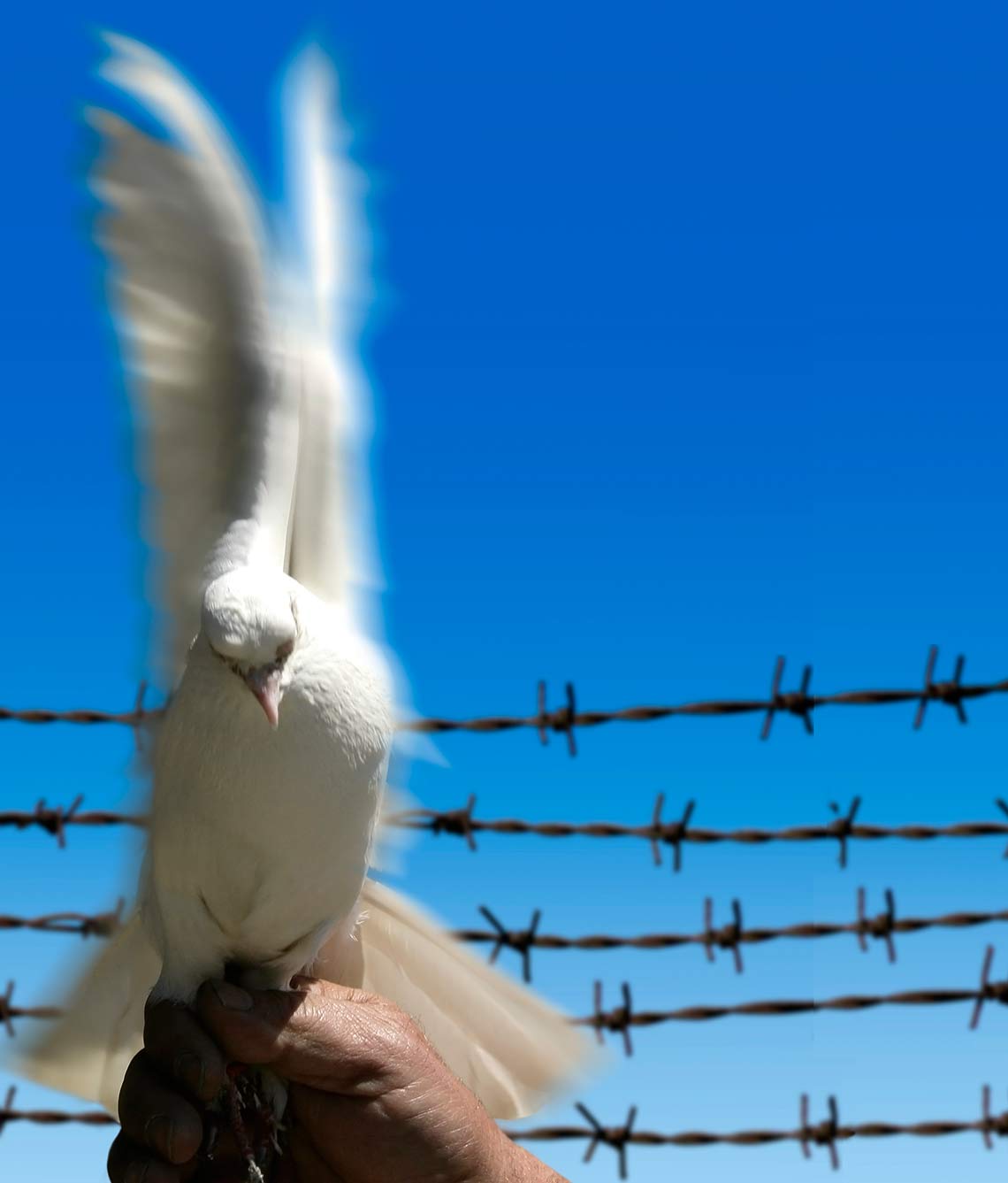 Become a peacebuilder